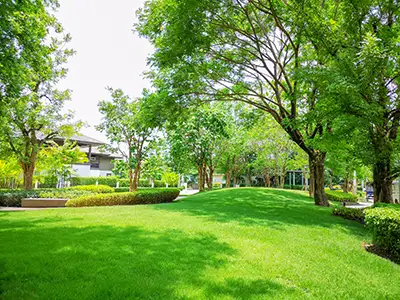 Trees & Shrubs, San Antonio, TX Trees & Shrubs, San Antonio, TX